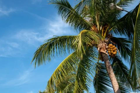 Coconut palm Stock Photos