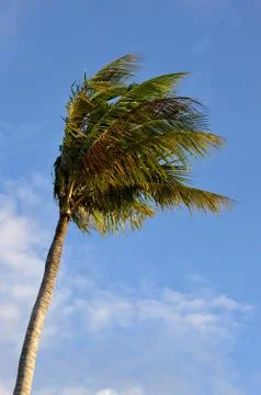 Coconut palm Stock Photos