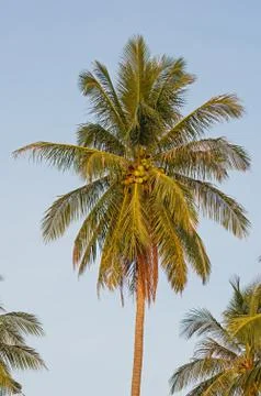 Coconut Palm Stock Photos
