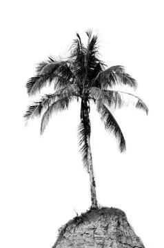Coconut palm Stockfoto's