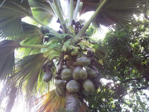 Coconut palm Stock Photos