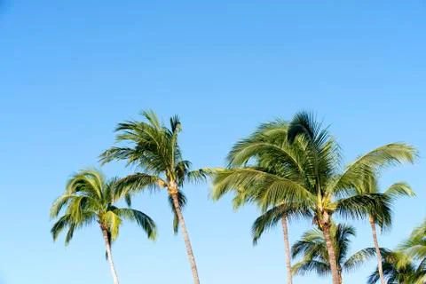Coconut palm Stock Photos