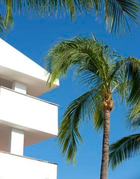 Coconut palm 스톡 사진