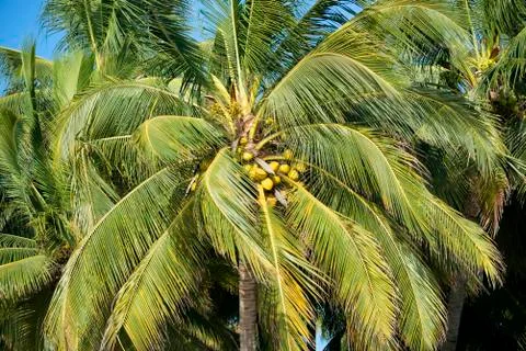 Coconut palm Stock Photos