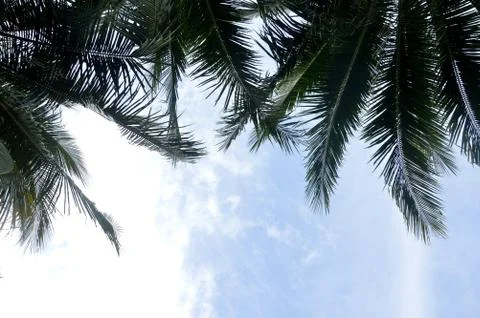 Coconut palm Stock Photos