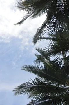 Coconut palm Stockfoto's