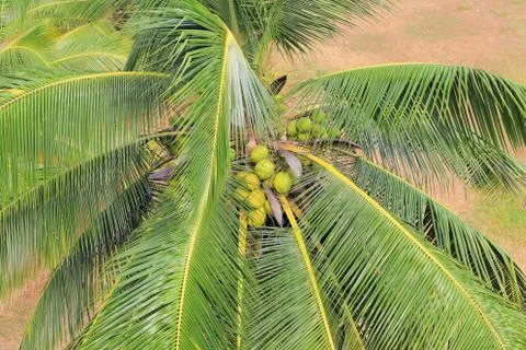 Coconut palm 库存照片