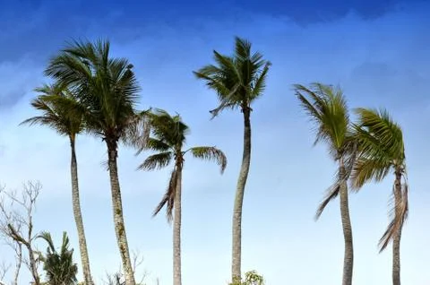 Coconut palm Stockfoto's