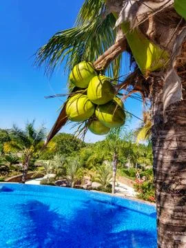 Coconut palm Stock Photos