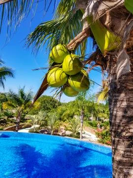 Coconut palm Stock Photos