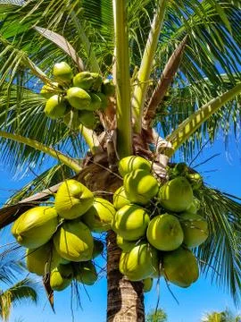 Coconut palm Stock Photos