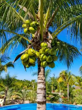Coconut palm Stock Photos