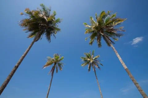 Coconut palm Stock Photos
