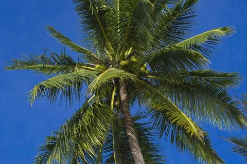Coconut palm Foto stock