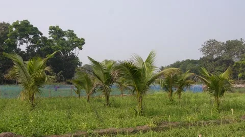 Coconut palm plantation Stockbeeldmateriaal 332542299