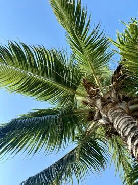 Coconut palm in Playa del Carmen photographed from below Stock Photos