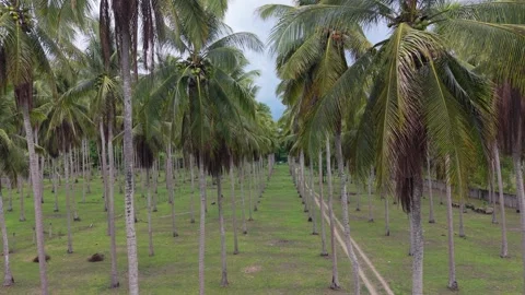 Coconut Palm Rows and a Dirt Track in Puerto Princesa Stock Footage 346285056