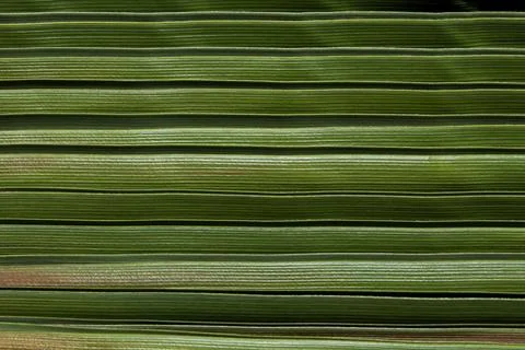 Coconut palm straw Stock Photos
