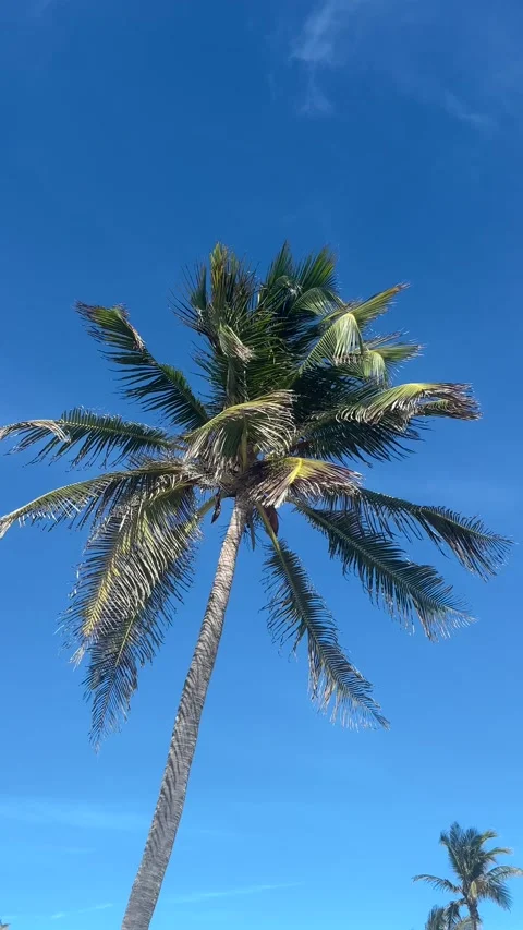 Coconut Palm Swaying in Breeze, Low-Angle Blue Sky, Barbados Stock Footage 337972087