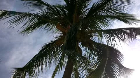 Coconut Palm Tree 01 Stock Footage 8840851
