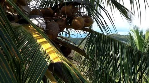 Coconut Palm Tree 05 closeup Stock Footage 8840883