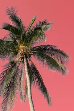 Coconut palm tree on an abstract pink background. Tropical natural background Stock Photos
