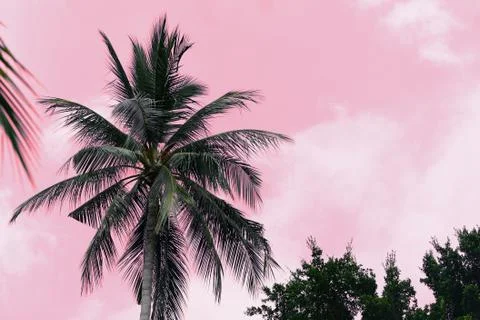 Coconut palm tree on an abstract pink background. Tropical natural background Foto stock