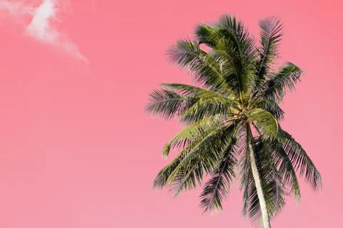 Coconut palm tree on an abstract pink background. Tropical natural background Stock Photos