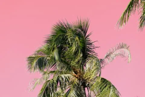 Coconut palm tree on an abstract pink background. Tropical natural background Stock Photos