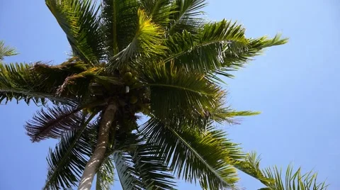 Coconut Palm Tree against Blue Sky. Stock Footage 40671518