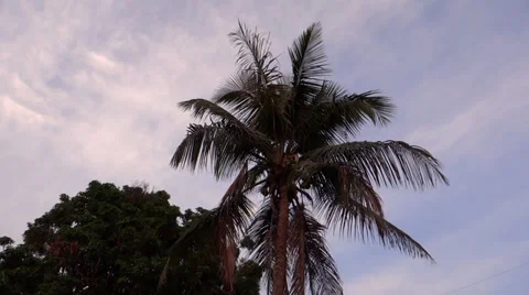 Coconut Palm Tree in airy cloudy sky Stock Footage 38079705