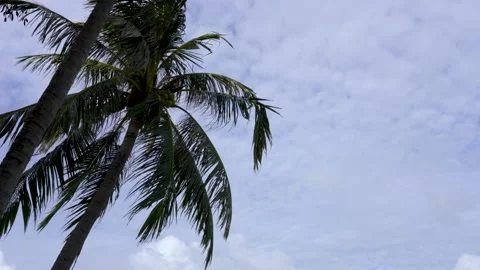Coconut palm tree and cloudy sky. Leaf gently swaying with the breeze. Stock Footage 133551570