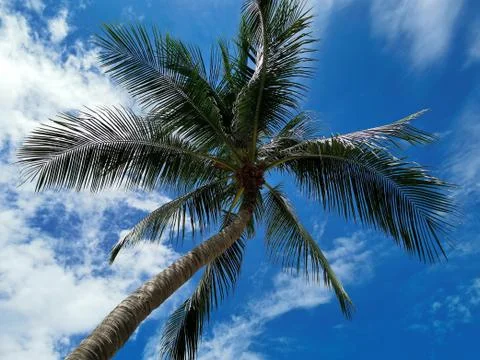Coconut Palm Tree and Cloudy Blue Sky Stock Photos