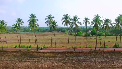 Coconut palm tree and road in Goa Stock Footage 216528885