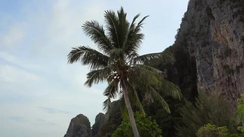 Coconut palm tree and steep cliffs, iconic landscape of Thailand Video stock 290457481
