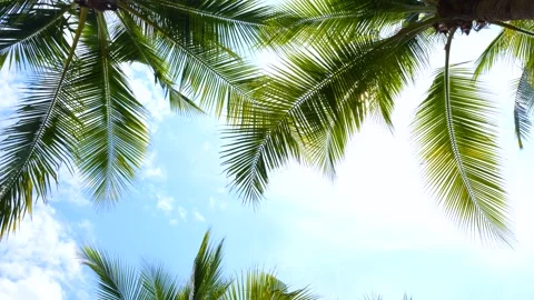 Coconut palm tree and sunlight sky background Stock Footage 303981991