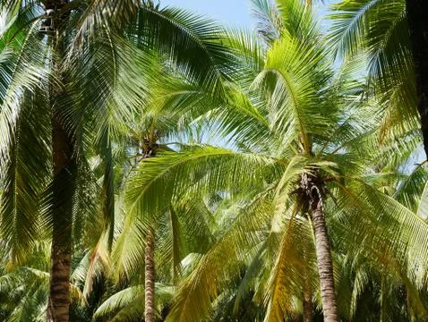 Coconut palm tree background Stock Photos