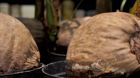 Coconut palm tree with bare root system in tropical forest. Modern indoor plants Stock Footage 297644742