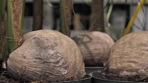 Coconut palm tree with bare root system in tropical forest.Modern plants. Stock Footage 297644751