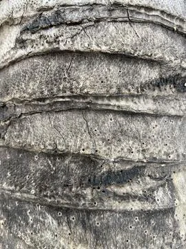 Coconut palm tree bark background 库存照片