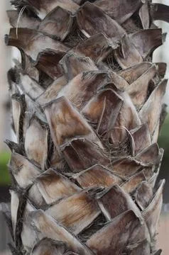 Coconut palm tree bark as a background. Palm bark texture Stock Photos