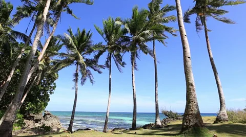 Coconut palm tree on the beach in Anda, Bohol island, Philippines Stock Footage 36516478