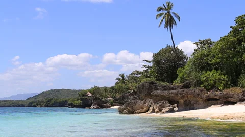Coconut palm tree on the beach in Anda, Bohol island, Philippines Stock Footage 37679606