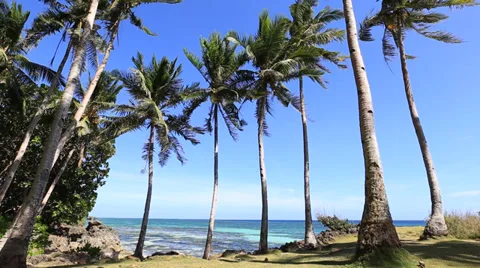 Coconut palm tree on the beach in Anda, Bohol island, Philippines Stock Footage 37679854