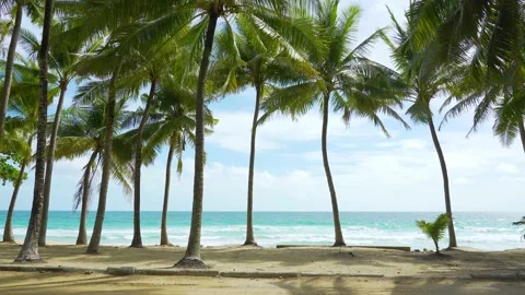 Coconut palm tree on the beach nature tropical palms Island  Stock Footage 156859412
