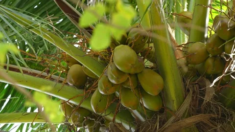 Coconut palm tree on the beach nature tropical palms Island. landscape Island Stock Footage 169344473
