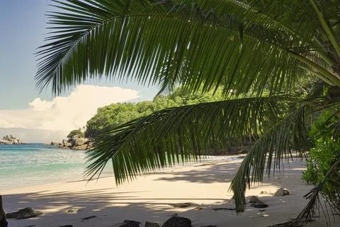 Coconut palm tree on the beach Stock Photos