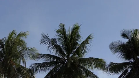 Coconut palm tree the beach.4k Video stock 92411097