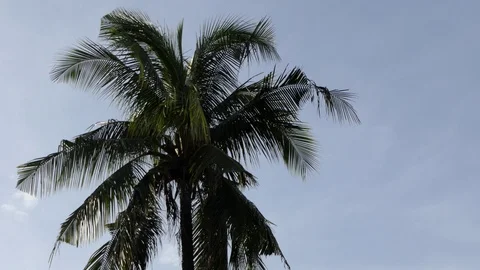 Coconut palm tree the beach.4k Stock Footage 92411140