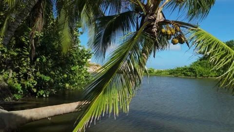 Coconut palm tree bending over calm lagoon at Parque Tayrona Caribbean Colombia Vídeos de archivo 337391403